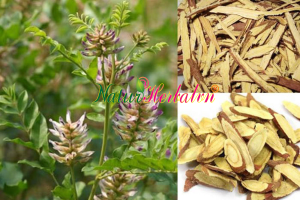 Glycyrrhiza uralensis Nam Viet Pharm Co