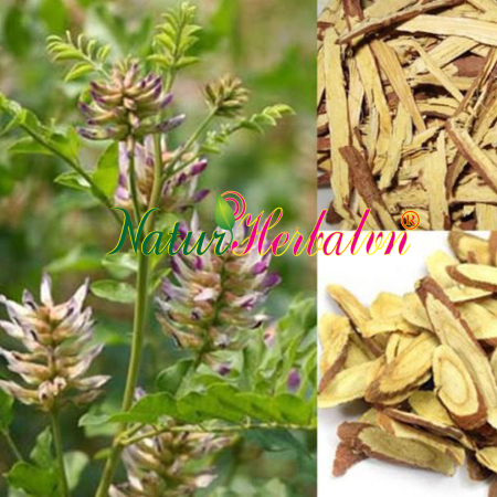 Glycyrrhiza Uralensis Root