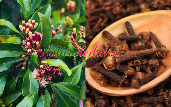 Cloves