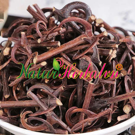 Uncaria