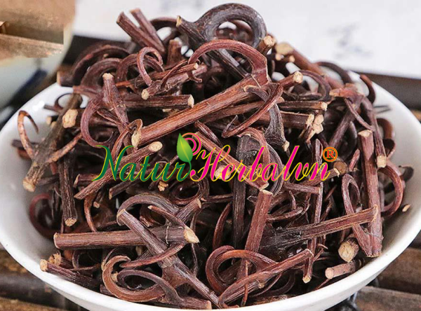 Uncaria