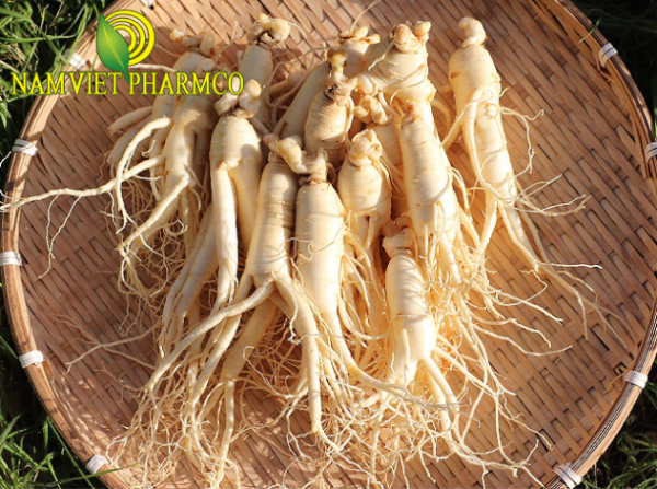 The Ancient Power of Korean Ginseng